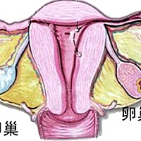 1、卵巢出现早衰问题，一般是因为一些原因导致女性在40岁以前出现绝经，这就使女性的身体以及其他方面出...