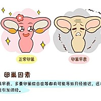 卵巢对于女人的重要性是不言而喻的了，卵巢的健康预示着女人生育能力的正常，如果卵巢早衰了，会给女人...