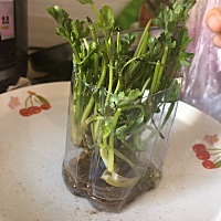 宝妈们，你们知道嘛，香菜是可以水植培养的，我这个香菜之前都已经蔫的不像样🥀现在让我养起来啦，不...