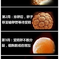 🤰孕妈学习一下吧！