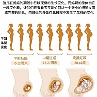 【图解：孕妈和胎宝宝每周的变化】很全很强大，收了吧~ ​ ​​​
