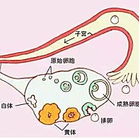 基础卵泡越多，试管婴儿成功率越高吗？ 试管婴儿的成功率是多少?卵泡数量与试管婴儿的成功率有很大的关...