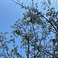 没结婚的时候  两次没措施 两次都中了 现在结婚了 想要 还要不上了 每次都是失望 我是不是作孽了。哎 后...