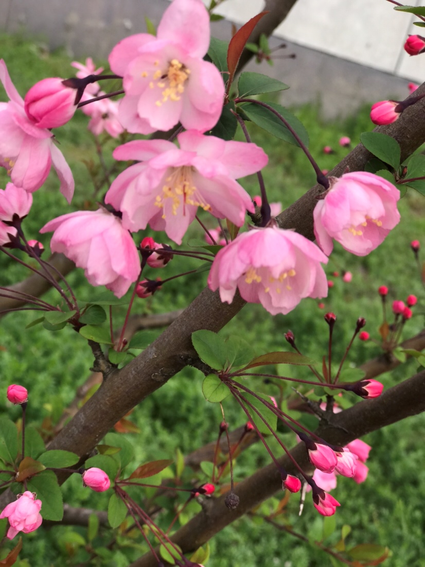 樱花真是娇羞