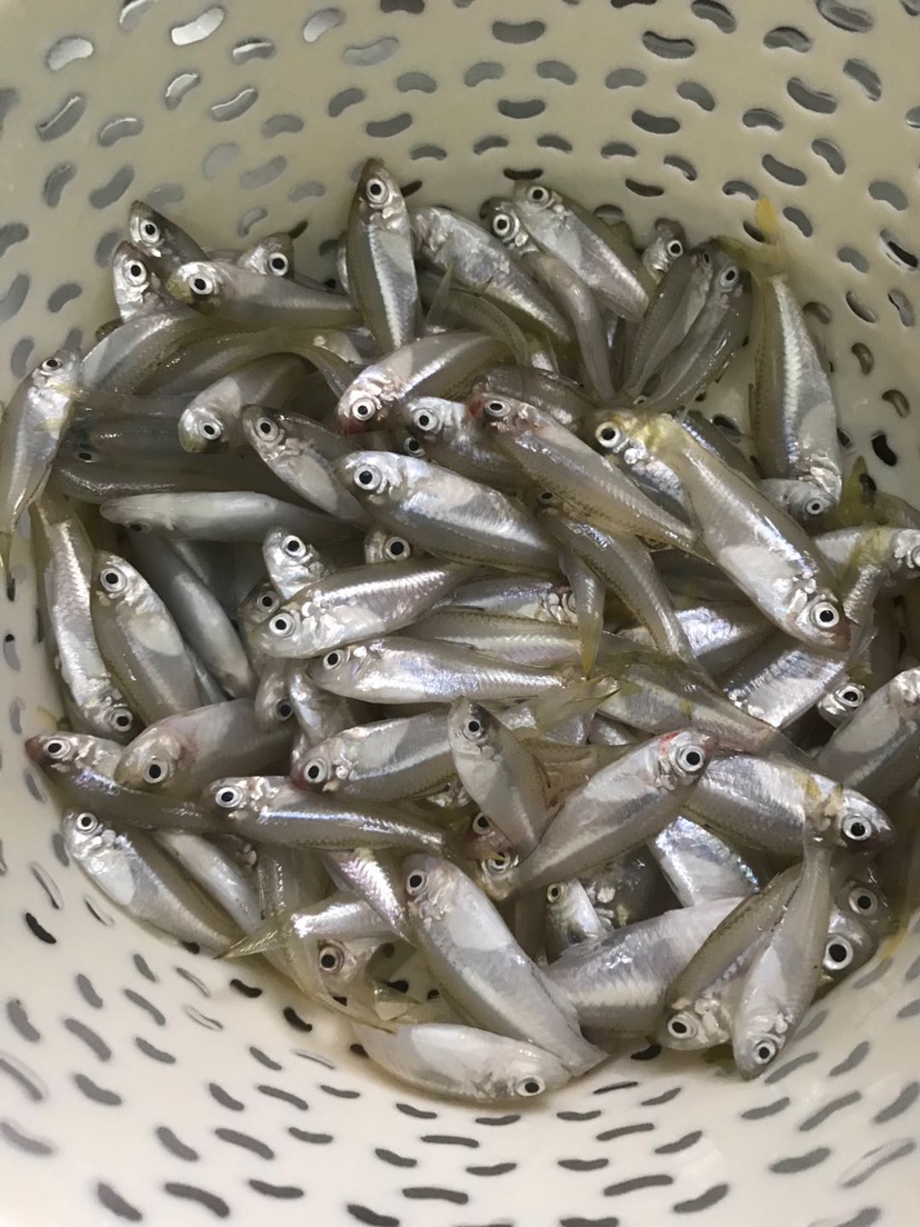 新鲜打捞上岸的小银鱼🐟（准备炖汤）晚上9点左右喝