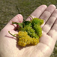 在传统的观念里，坐月子期间是不能吃水果的，以前的产妇营养跟不上，缺钙比较严重，如果吃了性凉、硬的...