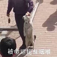 宝宝每天白天不睡觉 都睡不到十小时 大脑怎么发育 成小傻子了 愁死 快把俺熬死了 怎么哄都不睡 就是自己...