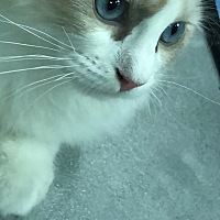 说说自己的经历吧 我现在是两个宝贝的妈妈 原本我是坚决不母乳喂养的 可是抵不住公婆丈夫的劝说 自己也...