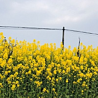 未婚，有男朋友，准备谈婚论嫁的，一次中奖。不知道怎么开口跟我妈说我怀孕的事，好像也没啥感觉，还是...