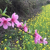 有10号排卵的姐妹们吗？你们测出怀孕了吗？我的还是大白板，是不是没有希望了啊