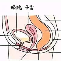 一.盆底肌 1.怀孕和分娩的过度牵拉，容易让盆底肌变得松弛无力，导致产后妈妈们出现轻微尿失禁的情况。...