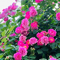 冬宝睡觉，婆婆带娃，公公炒股，老公上班，我出门溜达去思妍丽，美美哒(^_^)a