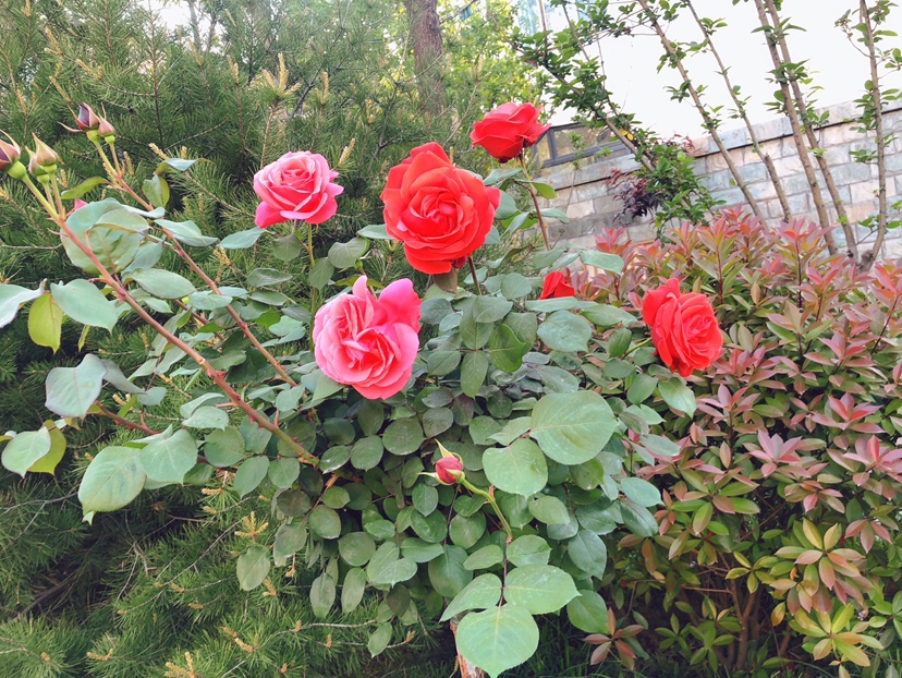 看看外面的花