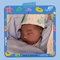 胖嘟嘟的鼠宝宝