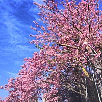 新手妈妈，对于一些新生儿的问题，会不知所措，不知道怎么处理好。今天我就盘点了一下，关于新生儿的一...