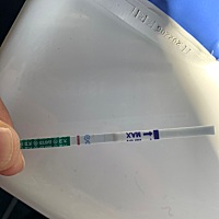 13号早上测出来是这个样子的，14、15号就都是白板，这算是怀孕吗？