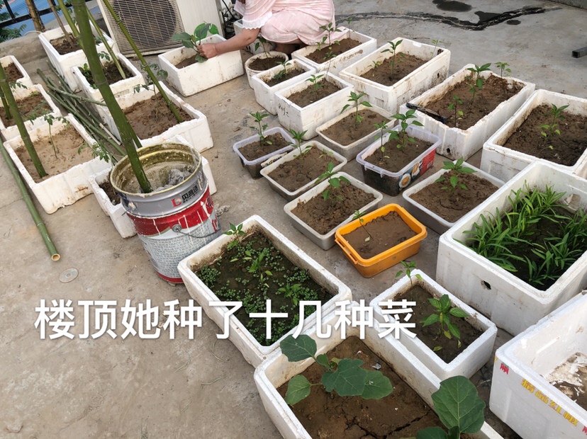 楼顶开辟了一片菜园