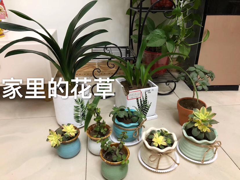 养的白白胖胖