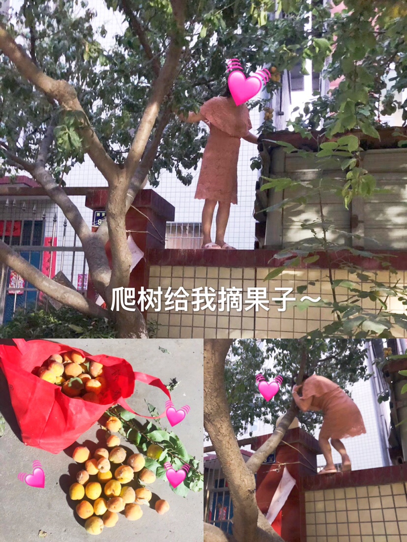 和婆婆散步时她突然要爬树给我摘🌟
