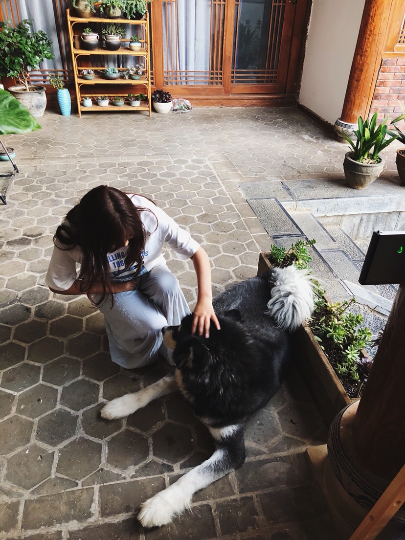 丽江名宿的狗狗