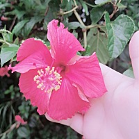 月经推迟五天测不出来，不知道是怀了，还是月经不调