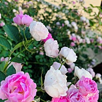 5月1号例假，21同床，会有希望怀孕吗🤰好希望可以怀上🙏