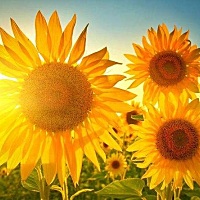 1、坚持体育锻炼。在平时经常久坐会影响下身的血液循环，下身无法正常透气和散热，就很容易滋生病毒而发...