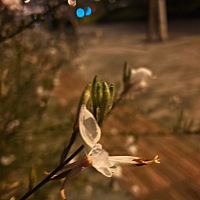 小编说：本文篇幅较长，分为上，中，下连载。 爱着 本然，一本而然 爱着，因为她爱着 玫瑰花绽放，因为...