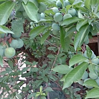 剖腹产多久可以洗澡啊