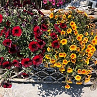 还有5天要来大姨妈了，前两天就有姨妈感了，这个月要失败了，焦虑，痛苦，失望，害怕，不知道还要走多久...