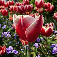 小编说：心不在一起，才要把手脚捆起来；心在一起，手脚就是自由的。这时，任何的形式都会让爱更饱满。 ...