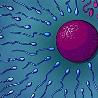 每位准妈妈要孕育一个健康的小生命直到诞生，需要经过一翻精心的准备，特别是饮食方面更需要注重，吃什...