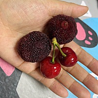 明天准备去检查智齿，可能会拔牙，准备下个月8号排卵期怀孕，请问可以吗？