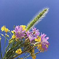 同一束花儿，不同的背景色，哪种更漂亮一些呢？