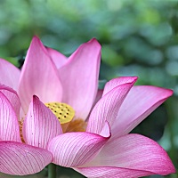 宝宝出生两天血象高，有同样情况的宝妈么