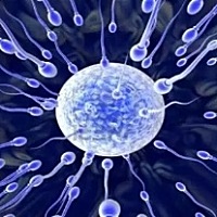 精zi质量的好坏，直接影响shou孕状况。所以备孕中的你要注意以下几点: 补充营养。精zi的产生依lai 于男...