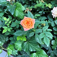 白天有时候早上七八点起来直接到晚上八九点才睡，中路有时候抱手里的时候睡了一下，放床上就醒，太心累...