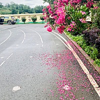 今早上6点钟上厕所的时候白带像蛋清一样，谁知道出现这种情况后，多久会排卵？