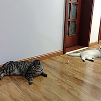 上周五我妈我姐还有外甥女大侄子来青岛待了几天，因为我妈🈶️洁癖再加小朋友年龄比较小担心我家🐱...