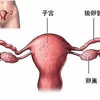 多囊卵巢综合征的危害主要有： 继发不孕：多囊卵巢综合征导致不孕多为无排卵性不孕，明显的表现为闭经。...