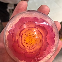 各种各样的花！真的是一见倾心！