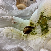 在宝宝尿不湿里面的，这个是什么，谁可以解答下