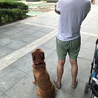 刚怀孕那会就跟狗子说，麻麻有小宝宝了，所以以后不能扑我了，我也不能抱你了哈，后来狗子每次见我回家...