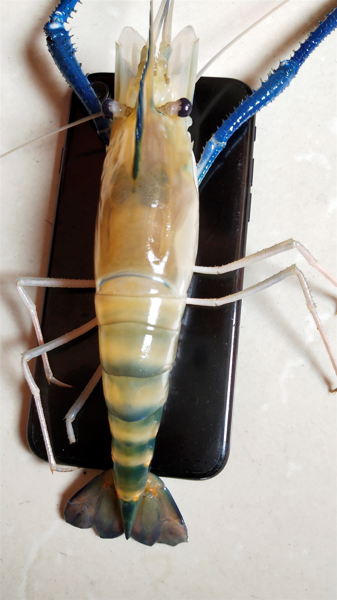 还有里面枸杞