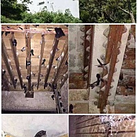 燕窝是怎样形成的？ 金丝燕的咽部有非常发达的舌下腺能分泌出很多黏胶性的液体，富含唾液酸这是筑巢的高...