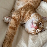家里人让我把我的猫丢掉 😭😭😭😭😭