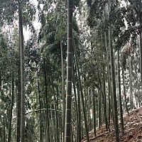 浙江省湖州市安吉县天荒坪竹海景区