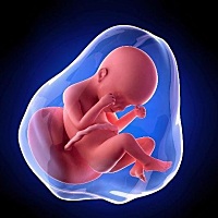 相信很多宝妈们都好奇的一个问题：宝宝在妈妈肚子里到底是怎样获取的营养呢？宝宝饿了妈妈会饿吗？今天...