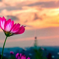 预产期过了5天，终于在今日凌晨4掉规律宫缩，见红了……