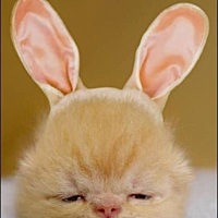 每次吃饭 你使劲吃饭啊 吃的太少了  没奶  每天接到的电话你使劲吃啊 吃饭那么少 怎么会有奶  弄的我特...